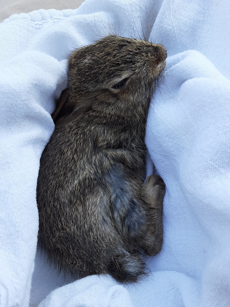 Rabbit Rescue #2